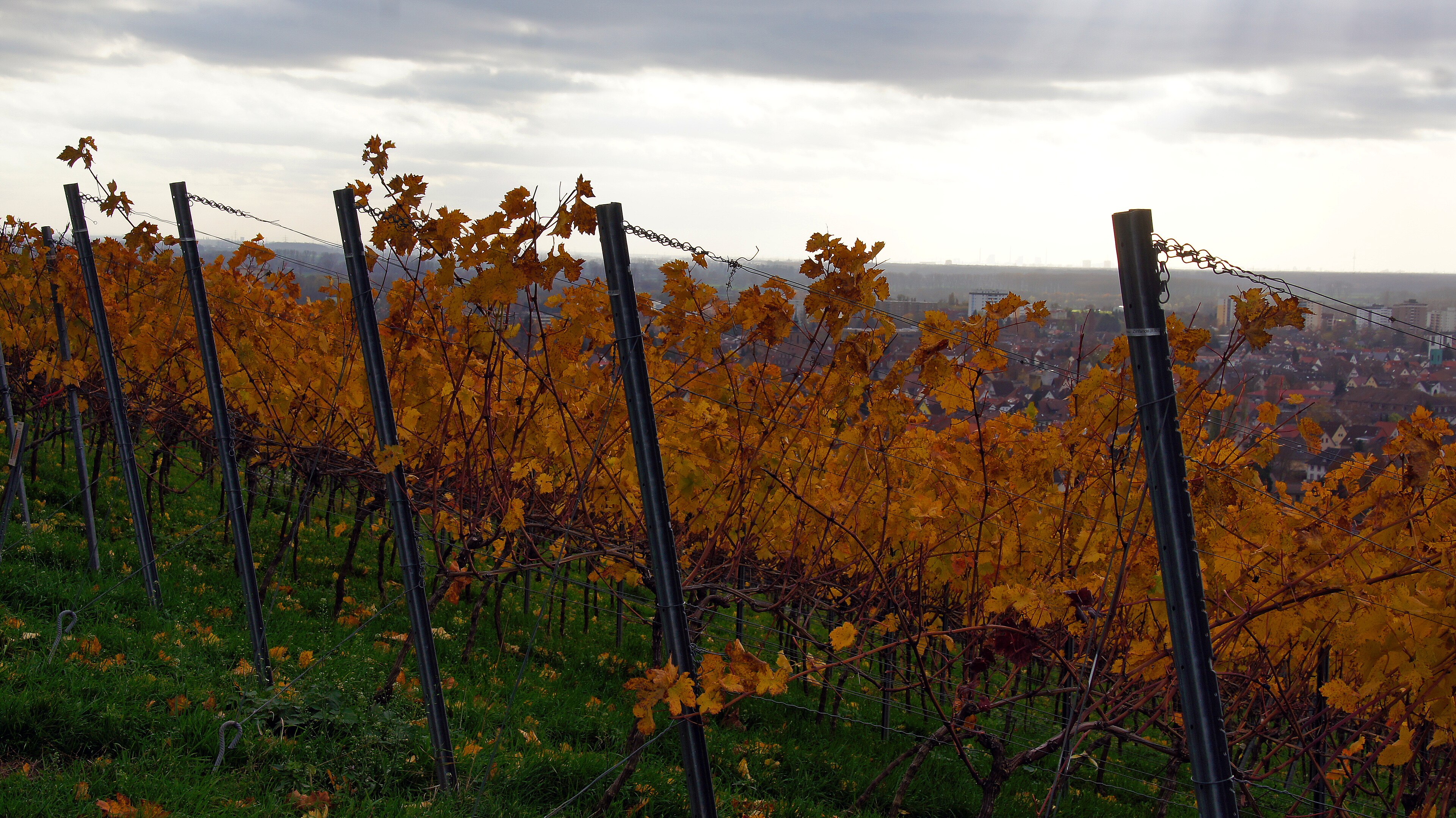 Weinberg im Herbst an der Bergstraße (Heppenheim)
