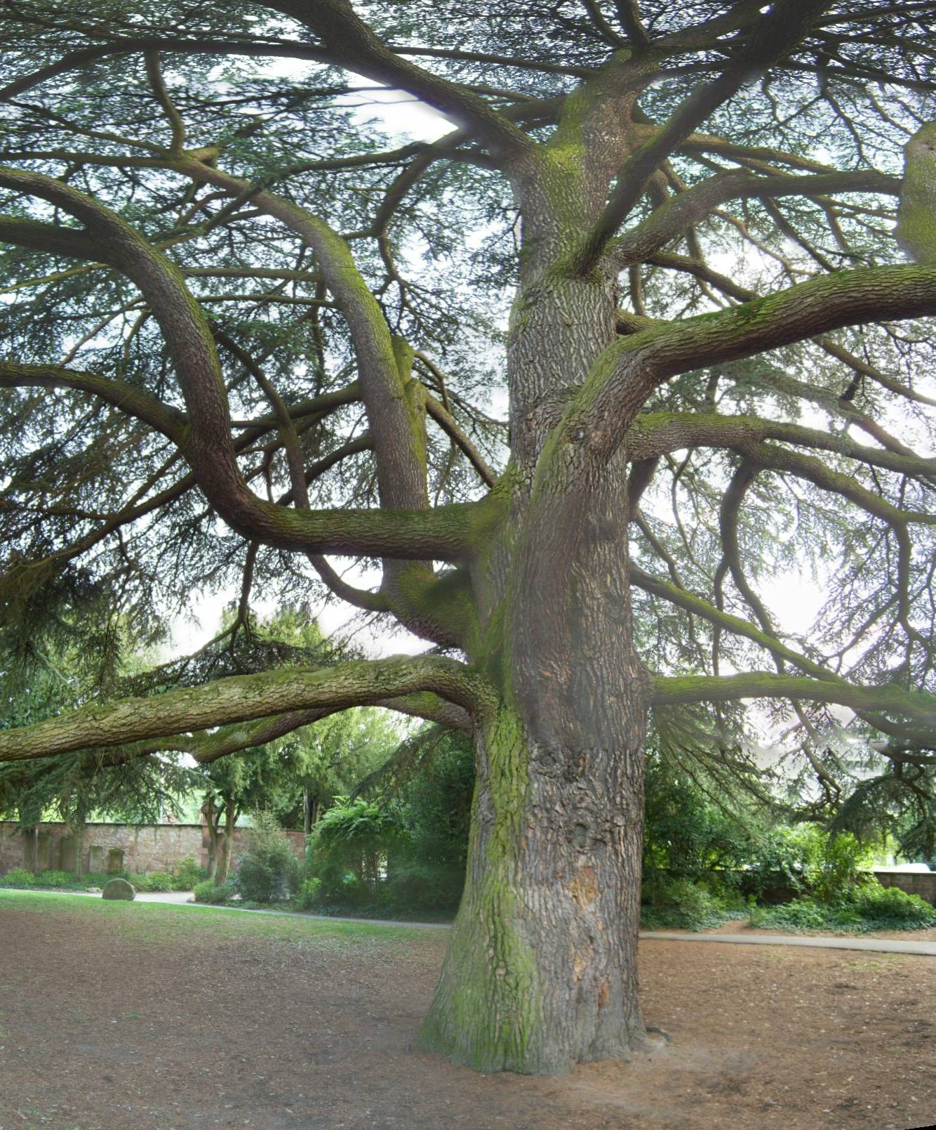 Libanon-Zeder im Schlosspark Weinheim